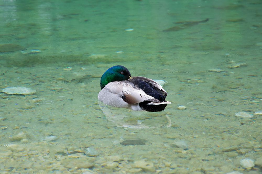 Словенски вълнения